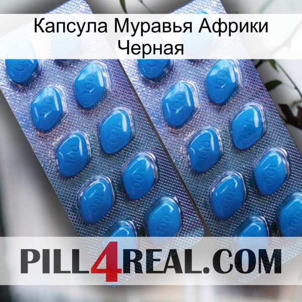 Капсула Муравья Африки Черная viagra2.jpg